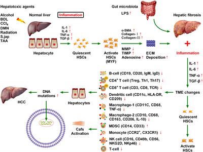 New insights into fibrotic signaling in hepatocellular carcinoma